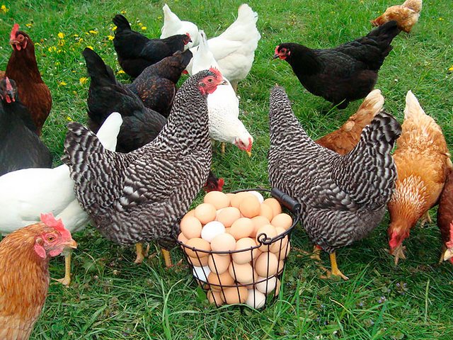 Содержание кур и уход за ними | ЗооТом - продажа, вязка и услуги для животных в Сорске