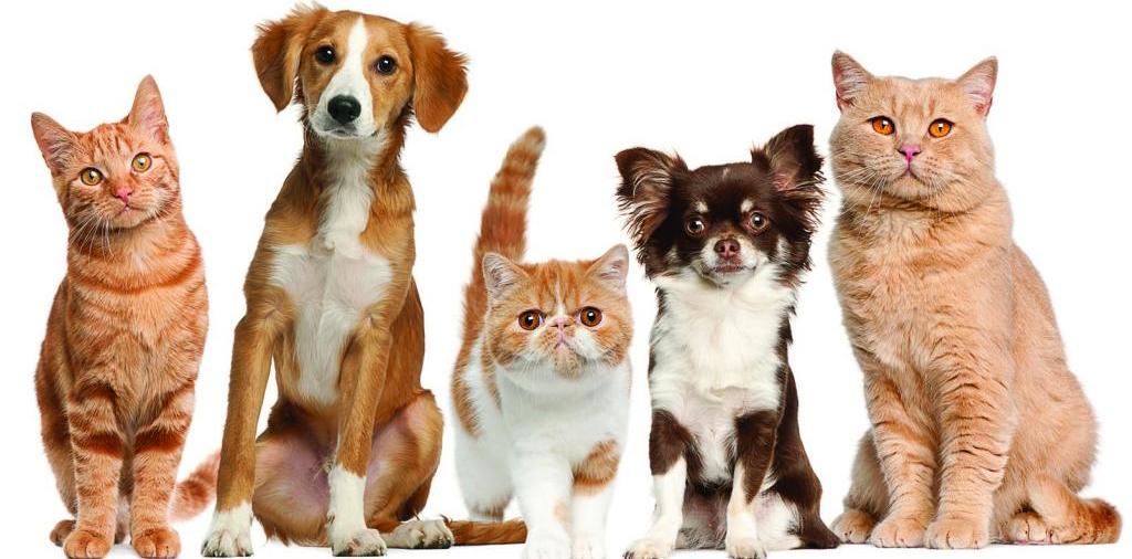 Доска объявлений о животных | ЗооТом - продажа, вязка и услуги для животных в Сорске