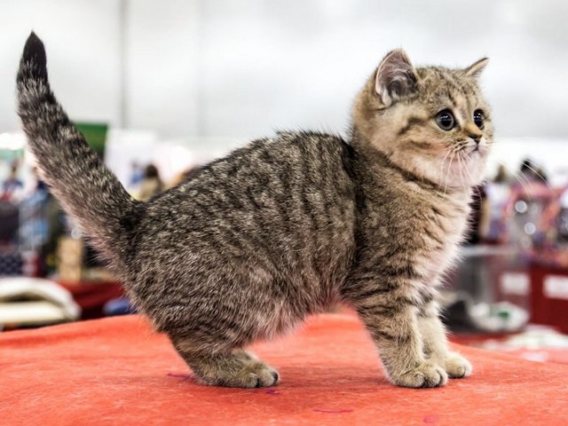Породы кошек в Сорске | ЗооТом портал о животных