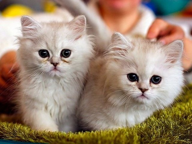 Породы кошек в Сорске | ЗооТом портал о животных