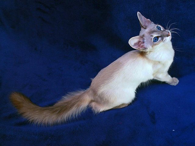 Выведенные породы кошек в Сорске | ЗооТом портал о животных