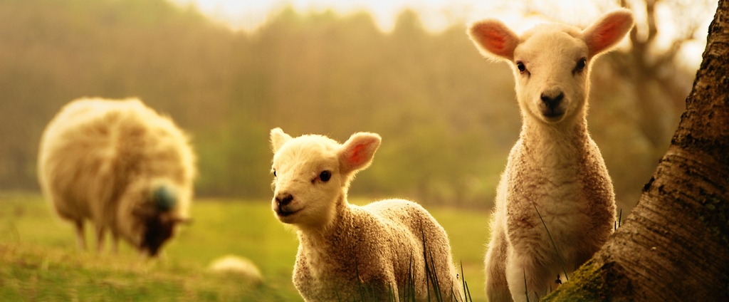 Объявления о сельскохозяйственных животных | ЗооТом - продажа, вязка и услуги для животных в Сорске