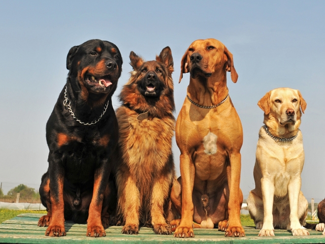 Крупные породы собак в Сорске | ЗооТом портал о животных
